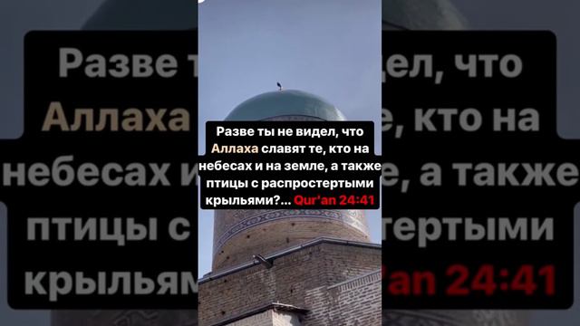The bird say Allah. MaashaAllah. Птица говорит Аллах. #ислам #говорящаяптица #мусульман #muslim смотреть онлайн