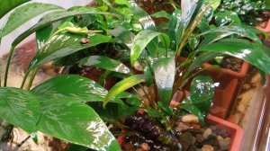 Анубиас узколистный / Anubias barteri var. Angustifolia