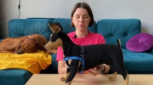 Как надевать шлейку Easy Walk