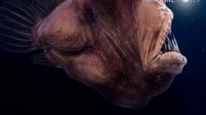 Глубоководный Удильщик.Водный Мир.