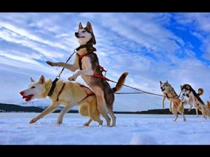 Планета собак. Камчатская ездовая собака