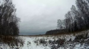 Охота на зайца.С эстонской гончей.