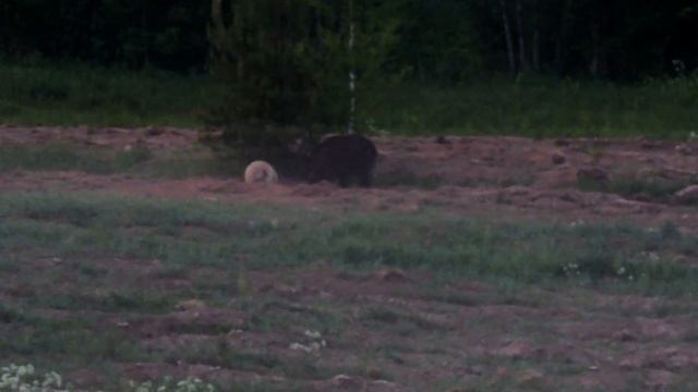 Охота на кабана с вышки. Первый выход секача.