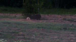 Охота на кабана с вышки. Первый выход секача.