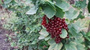 Красная смородина Руднеус