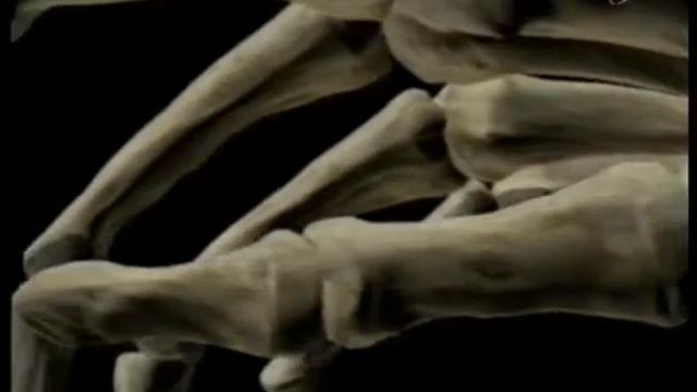 НОГИ - ОПОРА ДЛЯ ТЕЛА И КОСТЕЙ смотреть онлайн