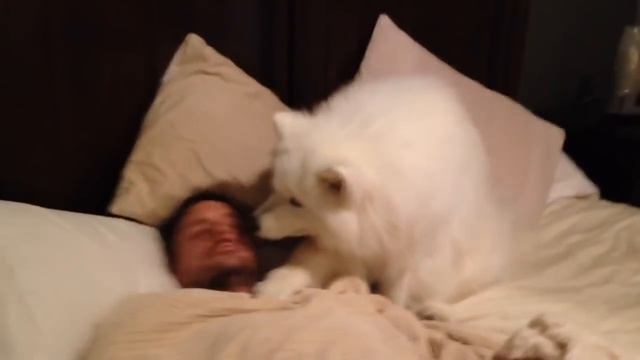 Собака самоед нежно будит хозяина/Samoyed dog gently wakes master up смотреть онлайн