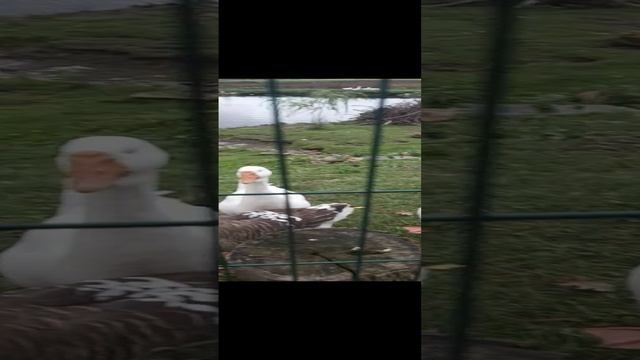 Встреча с Гусями. смотреть онлайн