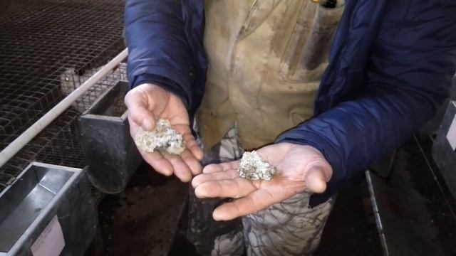 Одна из возможных причин гибели кроликов смотреть онлайн