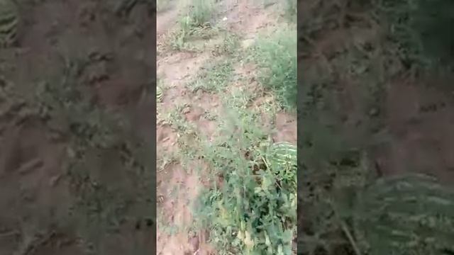 Бахча Топ Ган смотреть онлайн