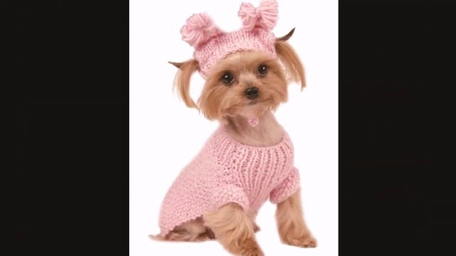 вязаная одежда для собак//Вязаный комбинезон для собак мелких пород смотреть онлайн