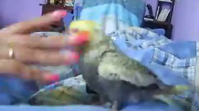 Попугай против нарощенных ногтей .AVI смотреть онлайн