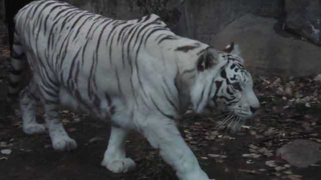 Белый тигр охотится на человека (Московский зоопарк) смотреть онлайн