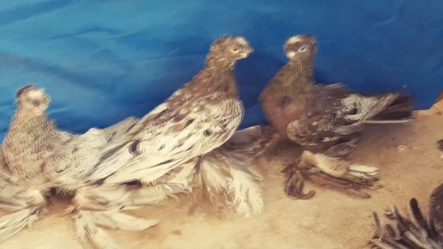 ГОЛУБИ ГЕРМАНИЙ / ДВУХЧУБЫЕ ЧЕЛКАРИ / МРАМОРНЫЕ ГОЛУБИ / PIGEONS / TAUBE