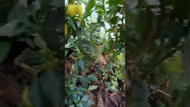 Перцы в МО два урожая за сезон, ведро с куста! смотреть онлайн