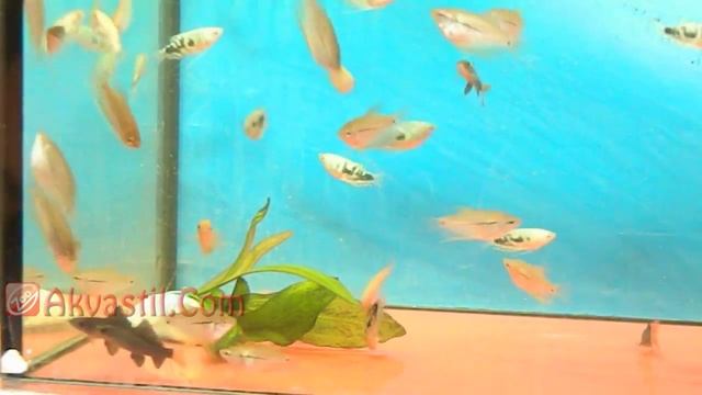 Лабео двухцветный, гурами мраморный, гурами жемчужный. Аквариумные рыбки. Аквариумистика. смотреть онлайн