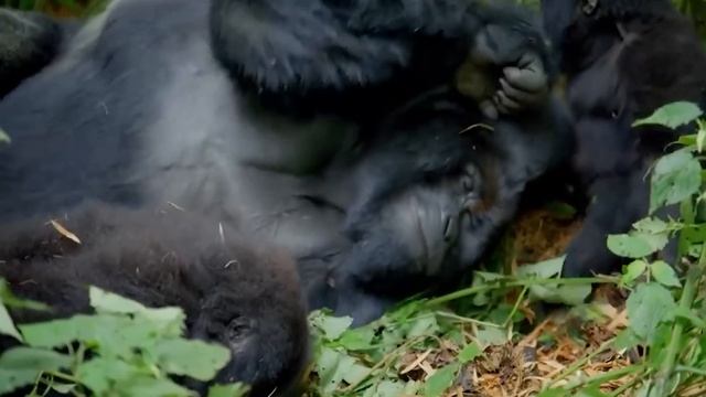 Вот На Что Способны Гориллы В Ярости! Эти Гигантские Гориллы- Самые Брутальные Приматы В Мире! смотреть онлайн