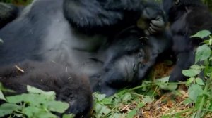 Вот На Что Способны Гориллы В Ярости! Эти Гигантские Гориллы- Самые Брутальные Приматы В Мире!