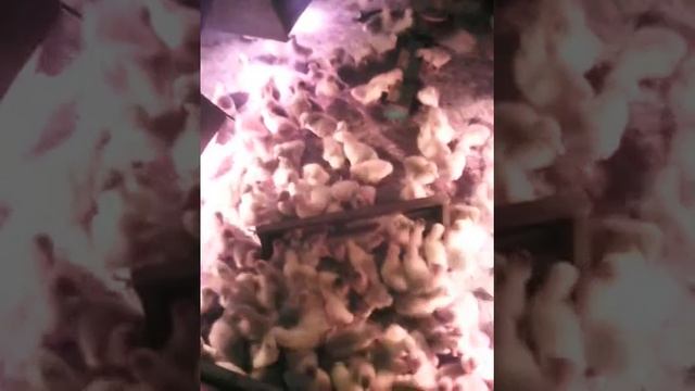 Продаются гусята Легарт Датский смотреть онлайн