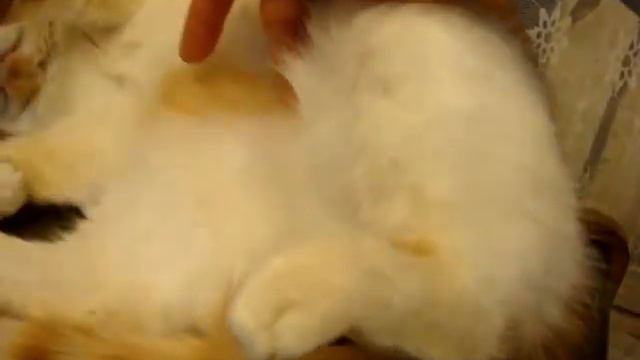 Кот на витрине галантерейного магазина смотреть онлайн