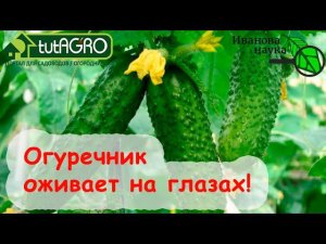 ОГУРЦЫ ОЖИВАЮТ НА ГЛАЗАХ, ЗЕЛЕНЕЮТ И ОБИЛЬНО ПЛОДОНОСЯТ ДО МОРОЗОВ, ЕСЛИ СДЕЛАТЬ ТАК В АВГУСТЕ.
