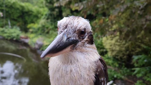 Dwarfy the kookaburra is all wet and doesn't want to get off my arm - Casual Chaos and Cuteness #17 смотреть онлайн