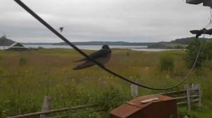 Ласточка поёт на проводе у дома