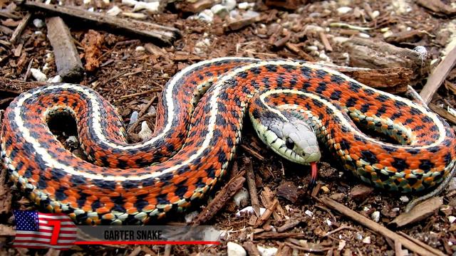 Rarest Snakes on Earth смотреть онлайн
