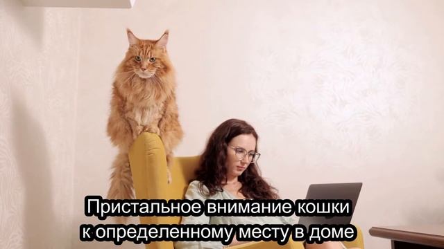 Как коты и кошки видят домового смотреть онлайн