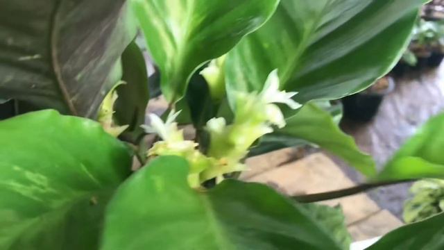 คล้าอะบิตี้ คล้าลุยเซ่ Prayer Plant EP13. Goeppertia louisae & Goeppertia albertii смотреть онлайн