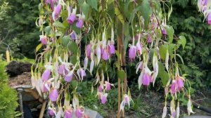 Фуксия Delta's Rien, штамб