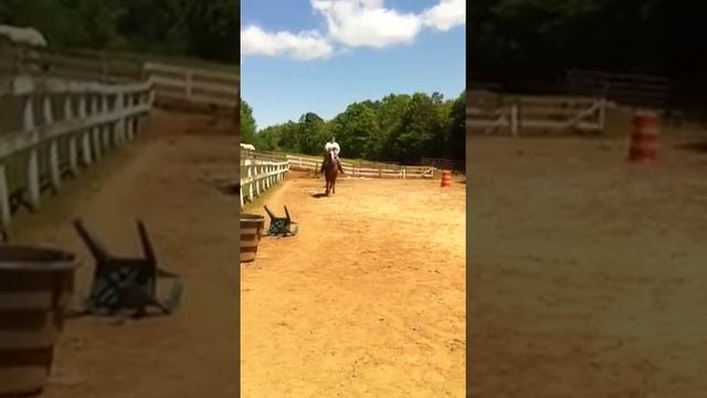 Quarter Horse/ Thoroughbred For Sale! KID SAFE!! смотреть онлайн