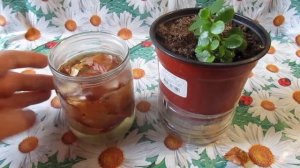 НАСТОЙ ИЗ ЛУКОВОЙ ШЕЛУХИ творит чудеса для комнатных растений и цветов а также в саду и огороде!