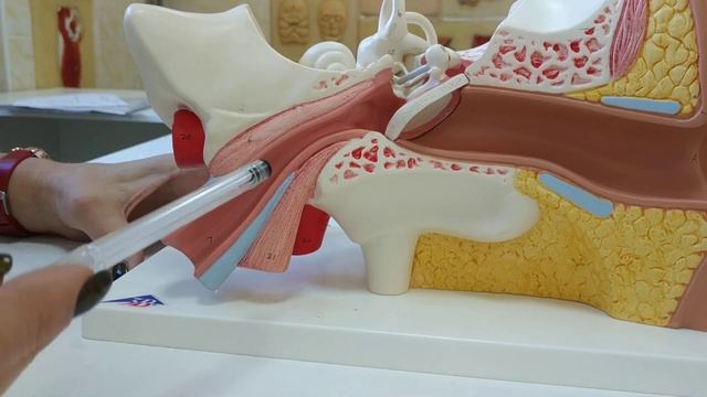 СРЕДНЕЕ УХО