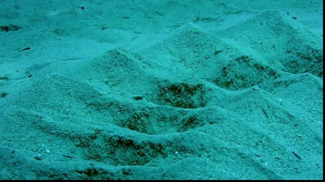 Иглобрюх смотреть онлайн