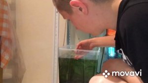 КАК ИЗБАВИТСЯ ОТ ЧЕРВЕЙ В АКВАРИУМЕ!!!