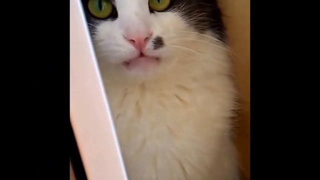 Птичка ДоДо смотреть онлайн
