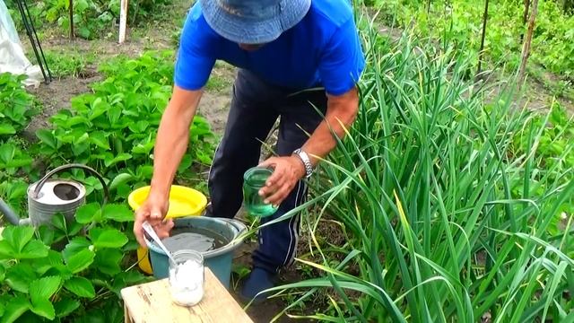 Главная подкормка чеснока для крупной головки! смотреть онлайн