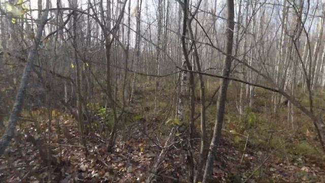 Прошли Аномальную зону Шушмор пешком за 3 дня в ноябре вдвоем. Черусти Тасинский Вюница Бакшеево смотреть онлайн