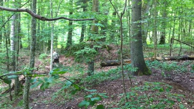 Поиск логова волка Калининградская область. смотреть онлайн