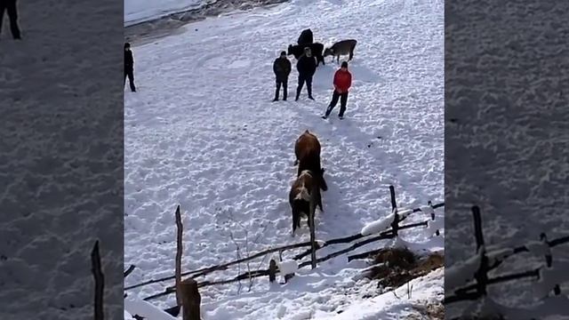 Бежта бои быков, бык Загала, Бежта Дагестан. 2019г смотреть онлайн
