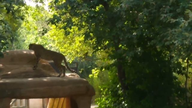 My day as zoo keeper ? смотреть онлайн