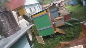 Пасека Цебро. Пересадка, часть 4.