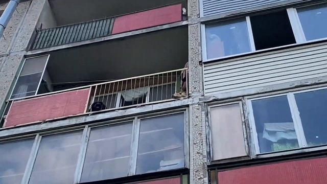 Псы смотреть онлайн