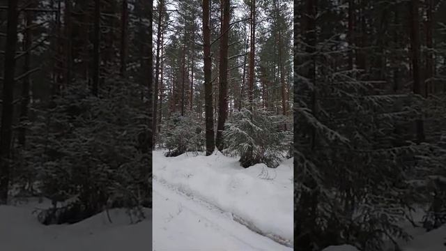 Зимний лес. Зима в лесу. Снег. смотреть онлайн
