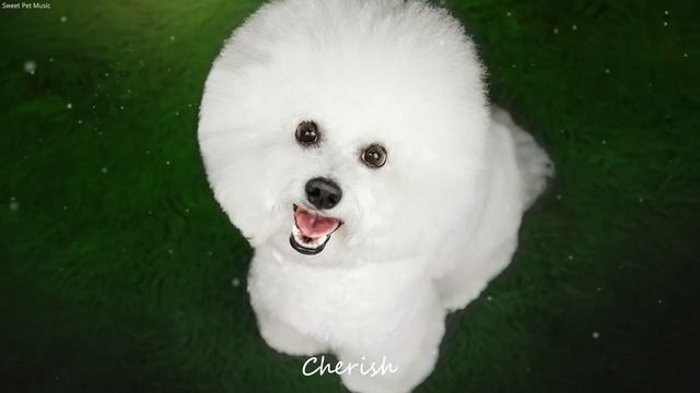 강아지의 편안한 수면을 위한 음악: 자연 소리와 피아노 음악 - 외출할 때나 출근할 때 틀어주세요 смотреть онлайн