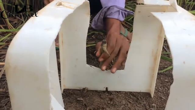 Удивительная быстрая примитивная ловушка для кроликов с использованием пластика смотреть онлайн