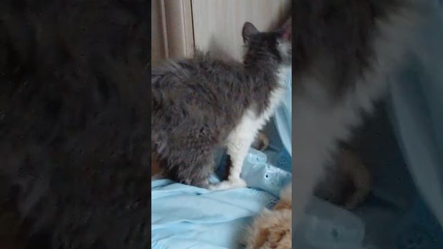 Кудрявые котята породы селкирк-рекс.. Продажа ! смотреть онлайн