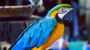 Красивое чтение Сура Аль Бакара_Шейх Идрис Абкар #qurantv