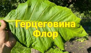 Герцеговина Флор